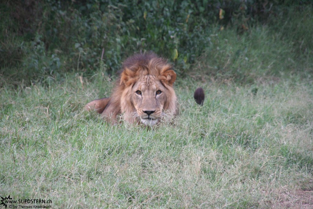 IMG 7978-Kenya, male lion in Kimana Reserve